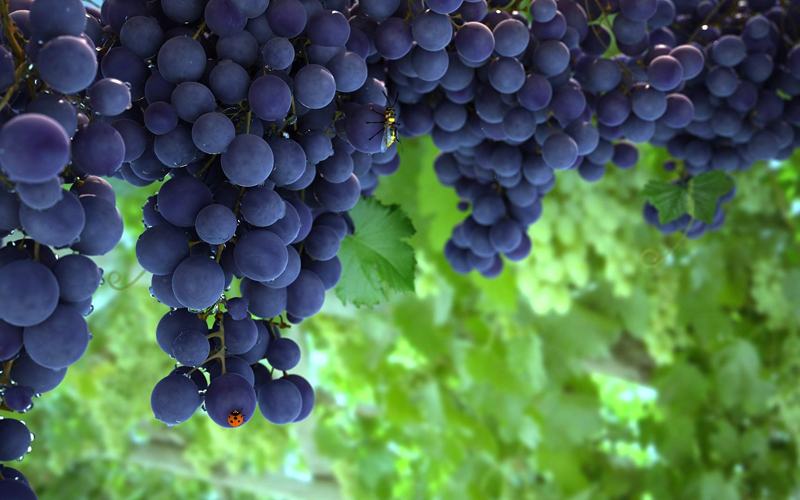 挑選水果小竅門最全攻略,這些您都知道嗎 挑選水果小竅門最全攻略,這些您都知道嗎